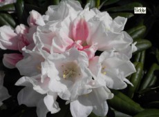 Rhododendron yakushimanum 'Edelweiß'