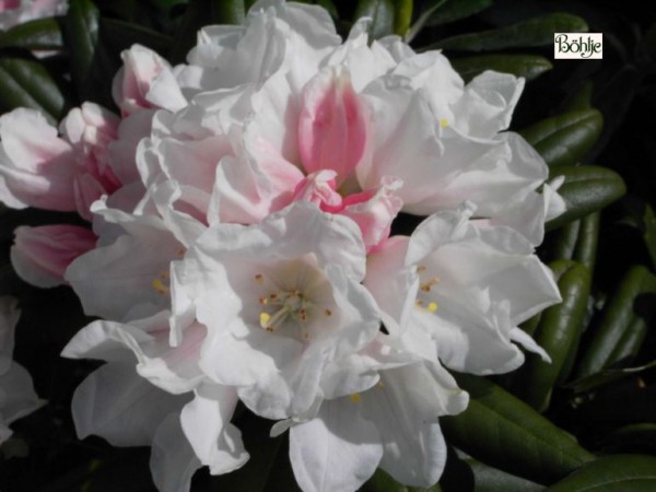 Rhododendron yakushimanum 'Edelweiß'