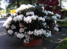Rhododendron yakushimanum 'FCC feiner Typ'