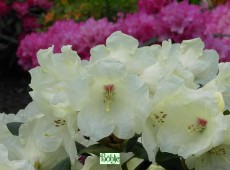 Rhododendron yakushimanum 'Flava'