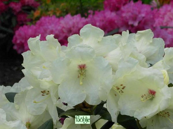 Rhododendron yakushimanum 'Flava'