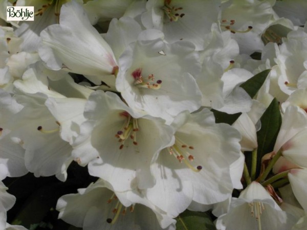 Rhododendron yakushimanum 'Frühlingsgold'