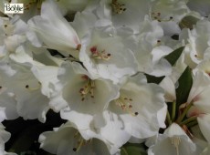 Rhododendron yakushimanum 'Frühlingsgold'