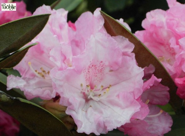 Rhododendron yakushimanum 'Friederike'