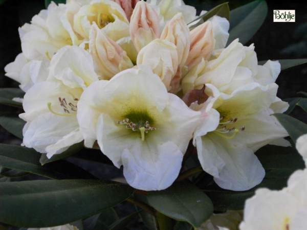 Rhododendron yakushimanum 'Golden Melodie'