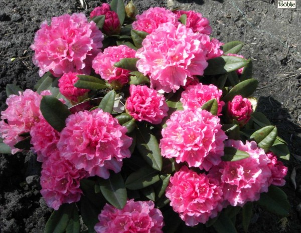 Rhododendron yakushimanum 'Graf Anton Günter'