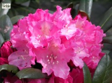 Rhododendron yakushimanum 'Kalinka'