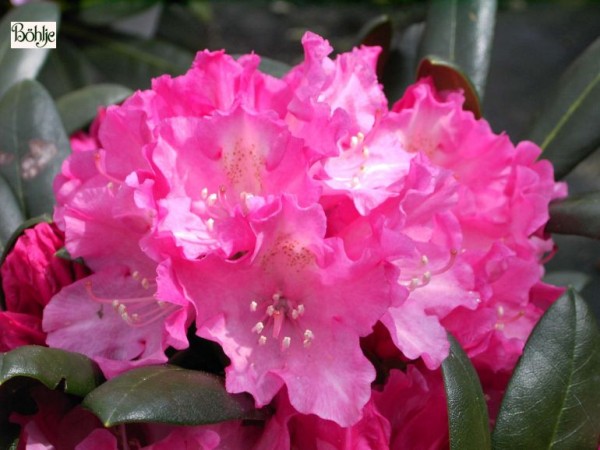 Rhododendron yakushimanum 'Kalinka'