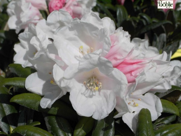 Rhododendron yakushimanum 'Koichiro Warda'