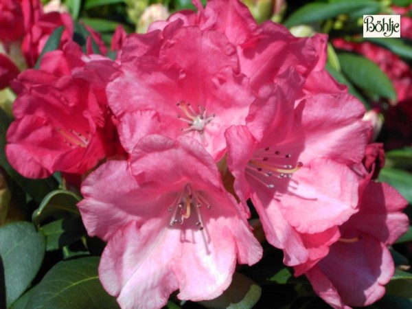 Rhododendron yakushimanum 'Lampion'