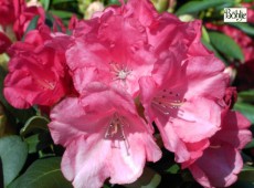 Rhododendron yakushimanum 'Lampion'