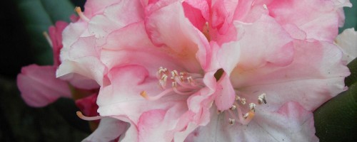 Rhododendron yakushimanum