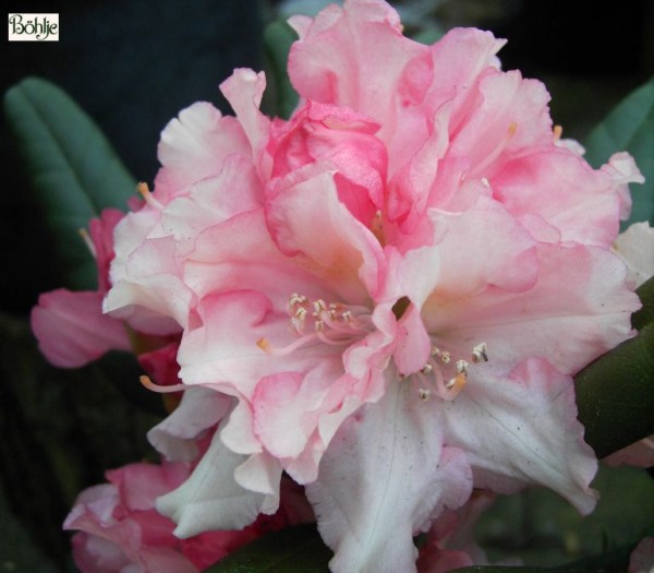 Rhododendron yakushimanum 'Loreley'