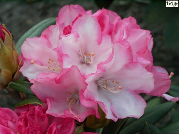 Rhododendron yakushimanum 'Love Song'