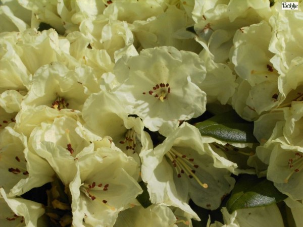 Rhododendron yakushimanum 'Lucinda'