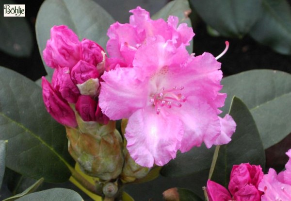 Rhododendron yakushimanum 'Lumina'