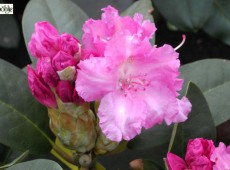 Rhododendron yakushimanum 'Lumina'