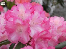 Rhododendron yakushimanum 'Marlis'