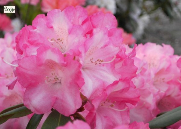 Rhododendron yakushimanum 'Marlis'