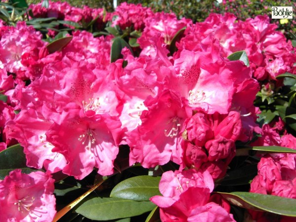 Rhododendron yakushimanum 'Morgenrot'