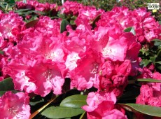 Rhododendron yakushimanum 'Morgenrot'