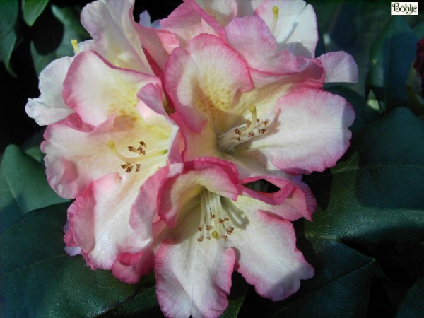 Rhododendron yakushimanum 'Napoli'