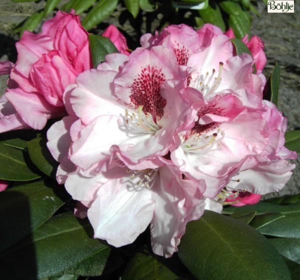 Rhododendron yakushimanum 'Nicoletta' ®