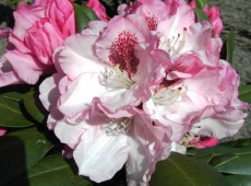 Rhododendron yakushimanum 'Nicoletta' ®