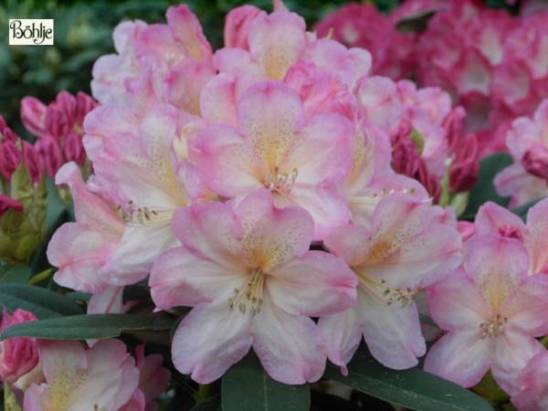 Rhododendron yakushimanum 'Percy Wiseman'