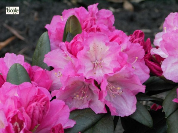 Rhododendron yakushimanum 'Polaris'