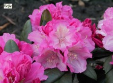 Rhododendron yakushimanum 'Polaris'