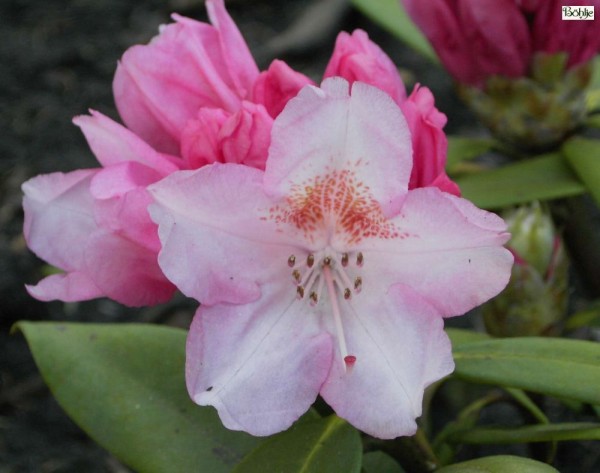 Rhododendron yakushimanum 'Rosa Wolke'