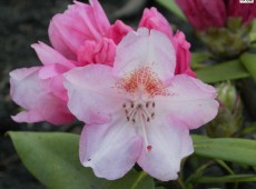 Rhododendron yakushimanum 'Rosa Wolke'