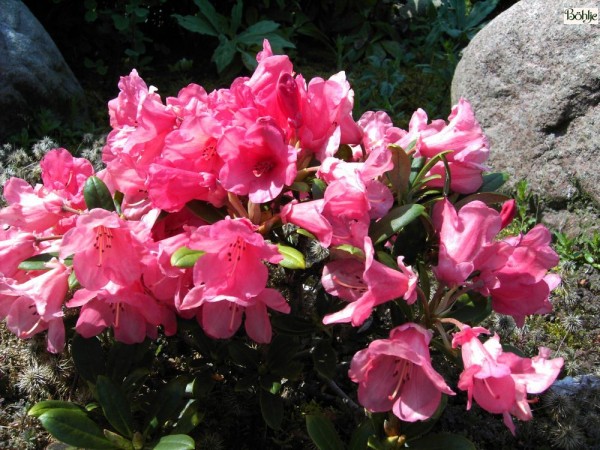 Rhododendron yakushimanum 'Rumpelstilzchen'