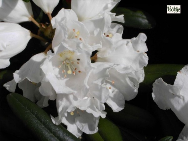 Rhododendron yakushimanum 'Schneekissen'