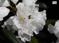 Rhododendron yakushimanum 'Schneekissen'