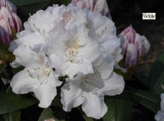 Rhododendron yakushimanum 'Schneekrone'