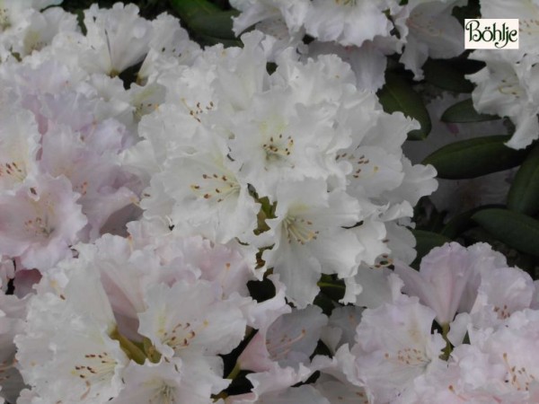 Rhododendron yakushimanum 'Schneewolke'