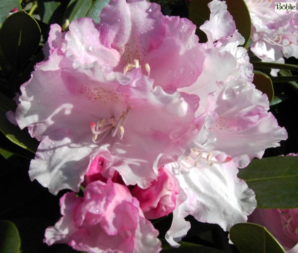 Rhododendron yakushimanum 'Silberwolke'