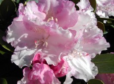 Rhododendron yakushimanum 'Silberwolke'