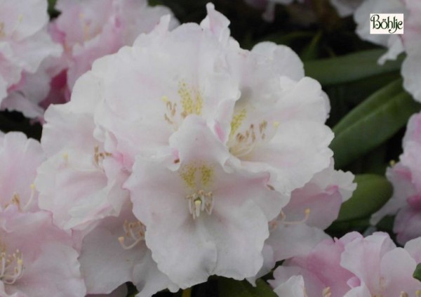 Rhododendron yakushimanum 'Silver Lady'