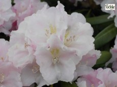 Rhododendron yakushimanum 'Silver Lady'