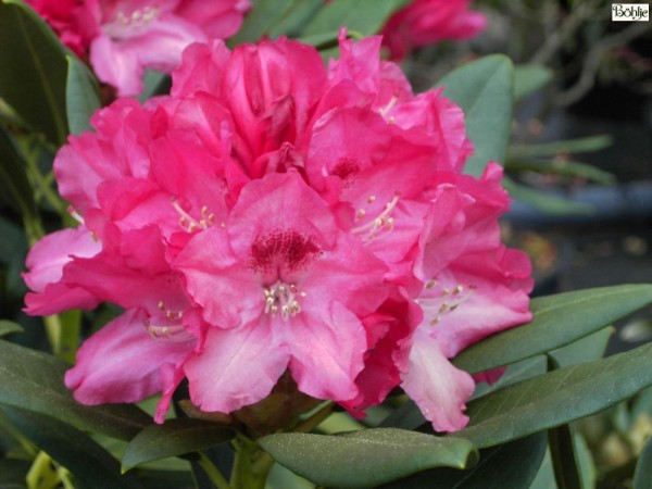 Rhododendron yakushimanum 'Sneezy'