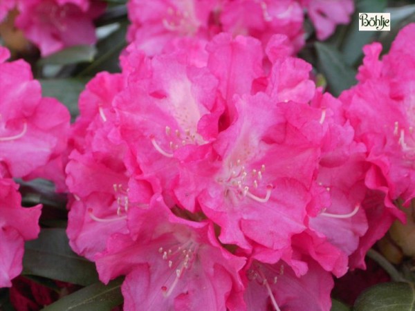 Rhododendron yakushimanum 'Sonatine'