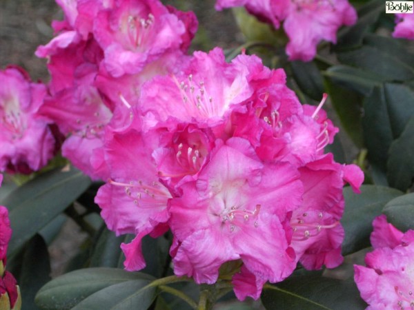 Rhododendron yakushimanum 'Tatjana'