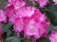 Rhododendron yakushimanum 'Tatjana'