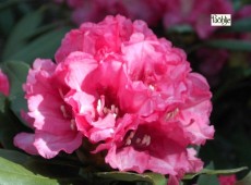 Rhododendron yakushimanum 'Tinja Heinje'