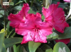 Rhododendron Hybride 'Weinlese'