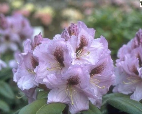 Rhododendron