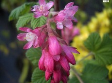 Ribes sanguineum 'King Edward VII' -Blutjohannisbeere-